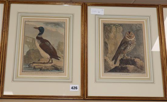 19th century French School, six coloured engravings, Ornithological studies, 22 x 17cm